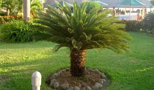 Plantation des arbres