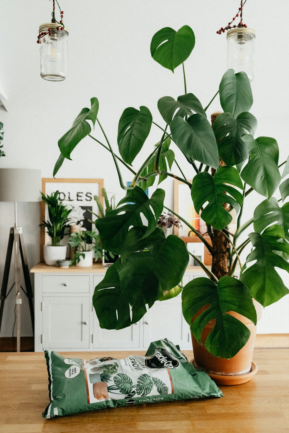 Monstera Deliciosa