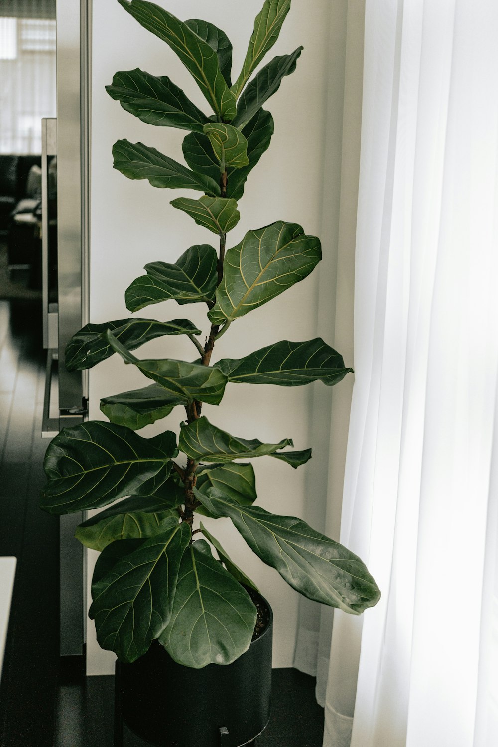 Ficus Lyrata