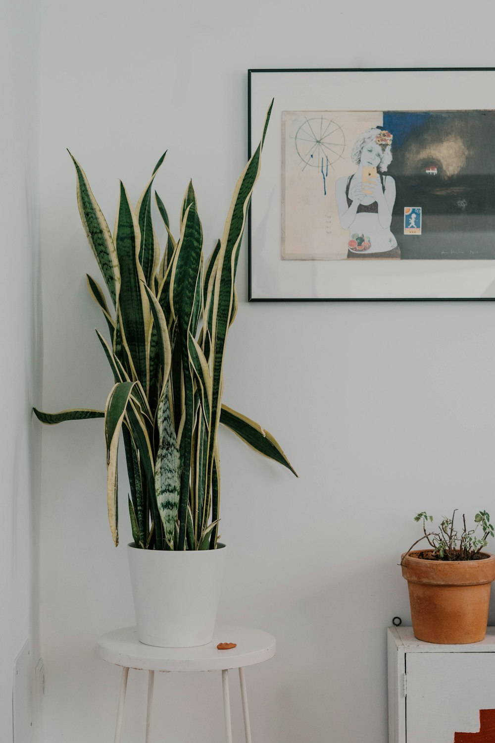 Snake Plant Laurentii