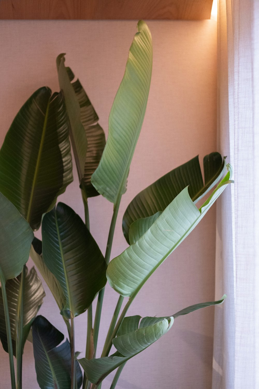 Bird of Paradise