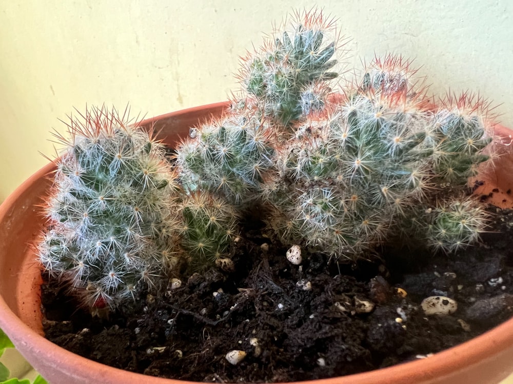 Cactus