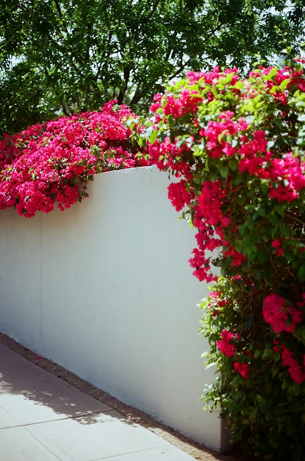 Bougainvillea