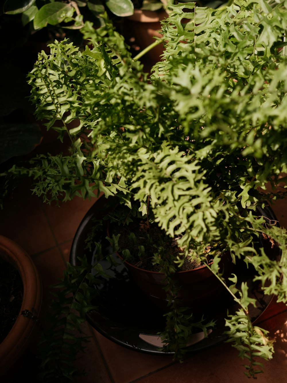 Boston Fern