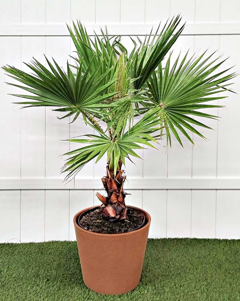 Washigntonia Palmier
